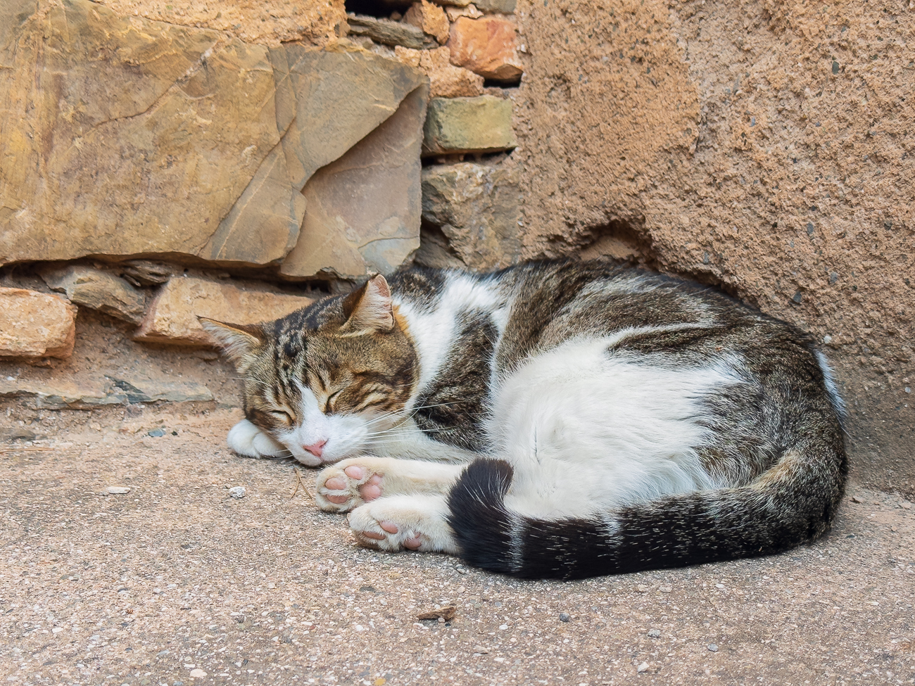 Schlafende Katze in der Festung Alcazaba