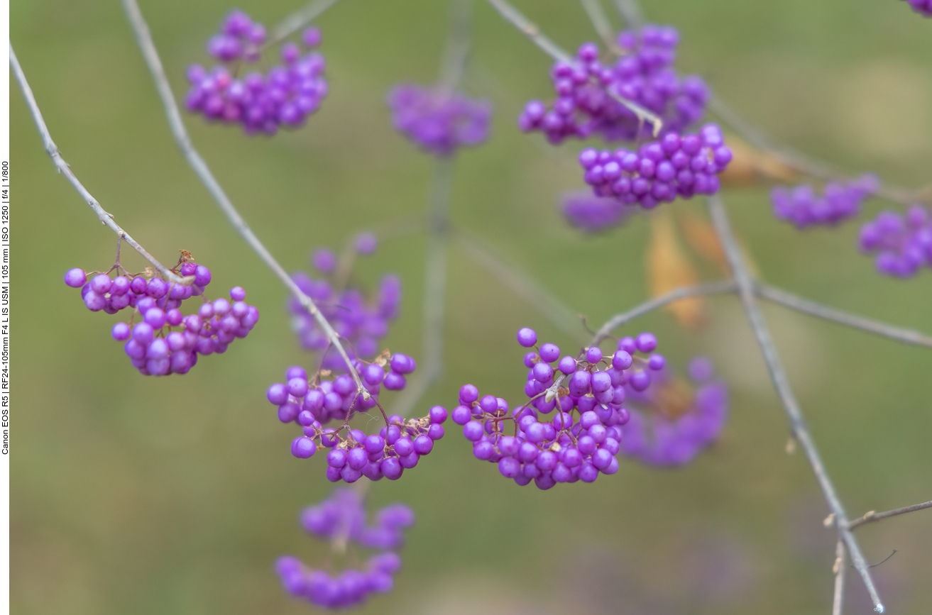Chinesische Schönfrucht [Callicarpa giraldii]