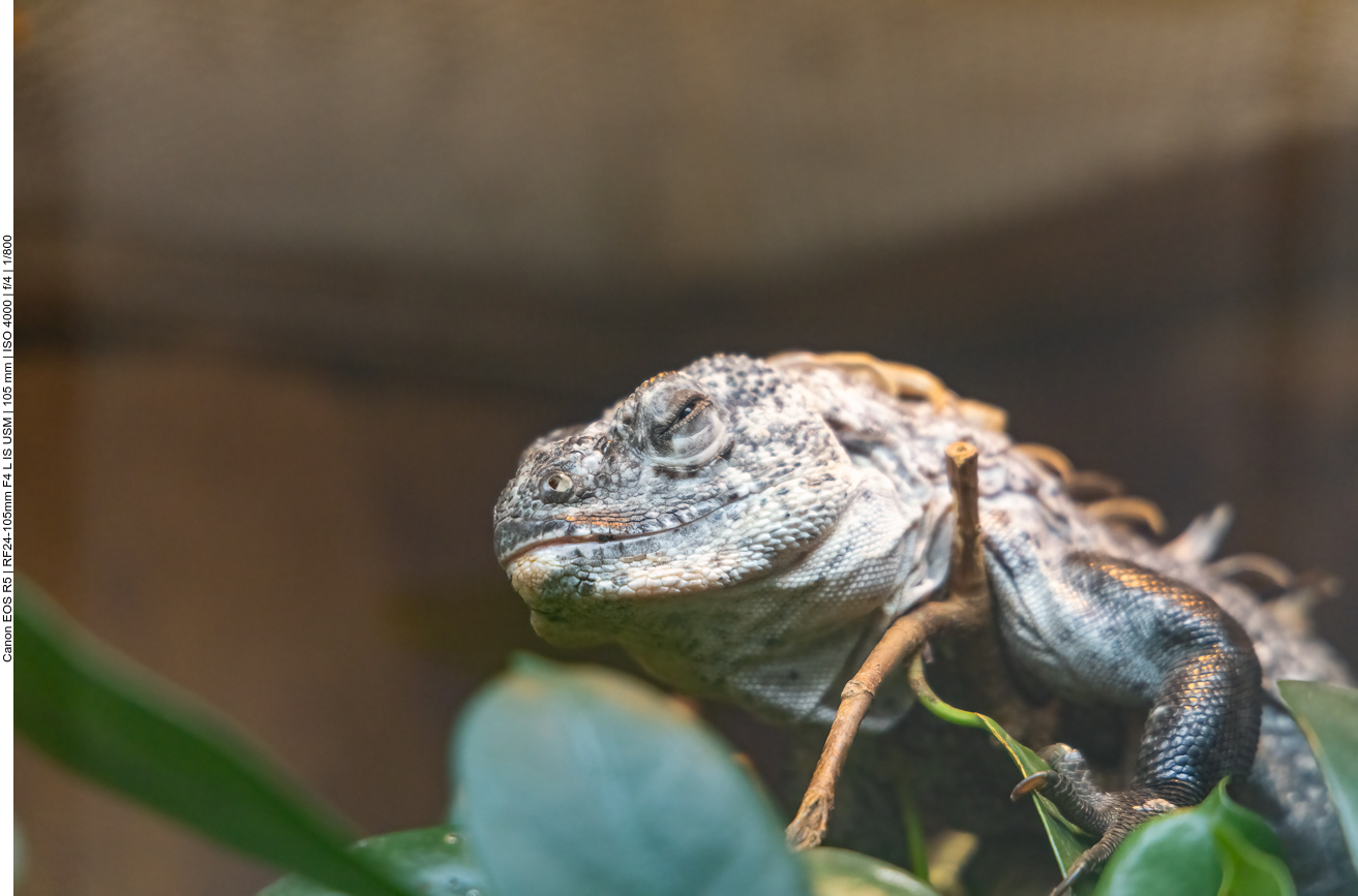 Leguan