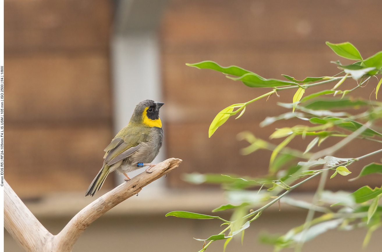 Exotischer Vogel