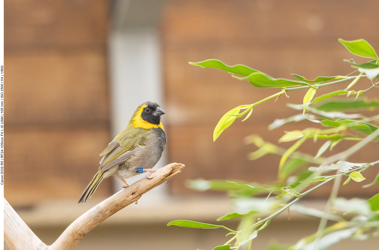 Exotischer Vogel