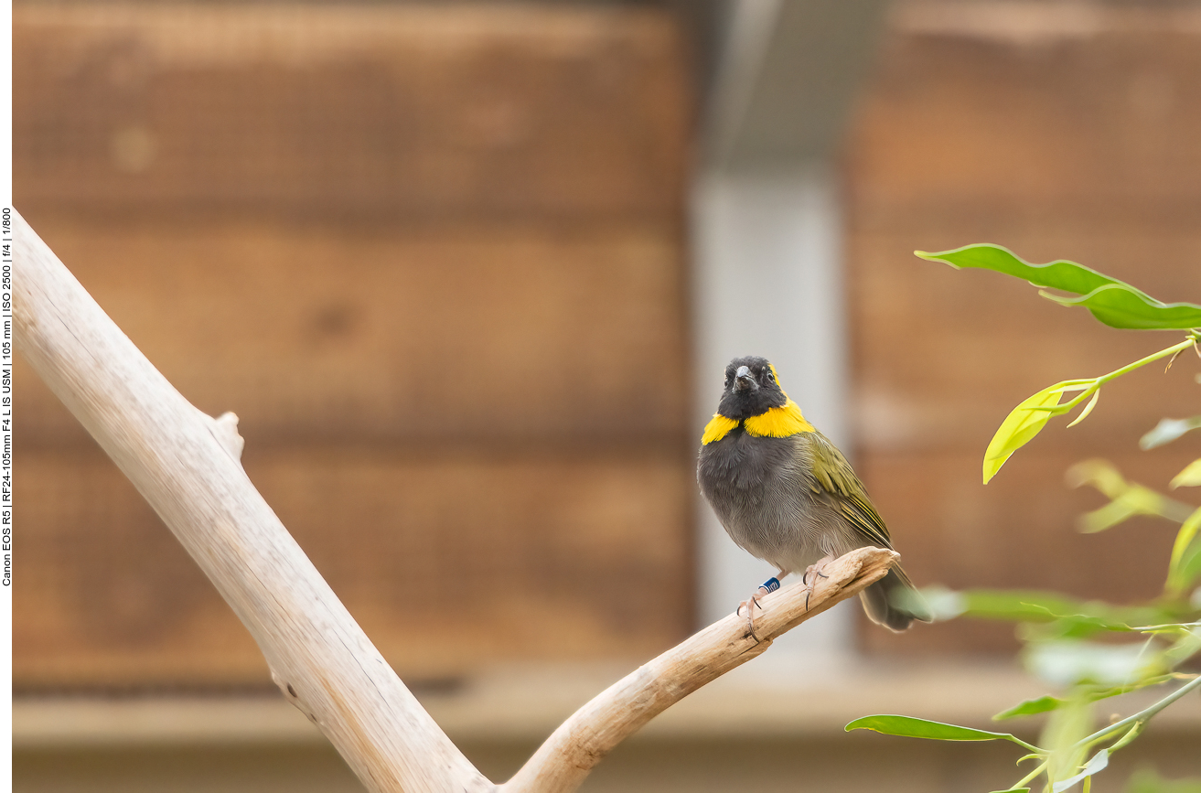 Exotischer Vogel