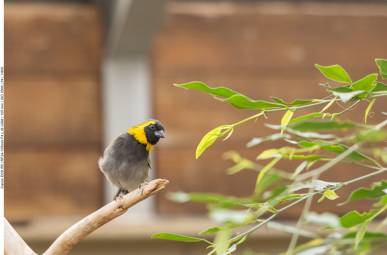Exotischer Vogel
