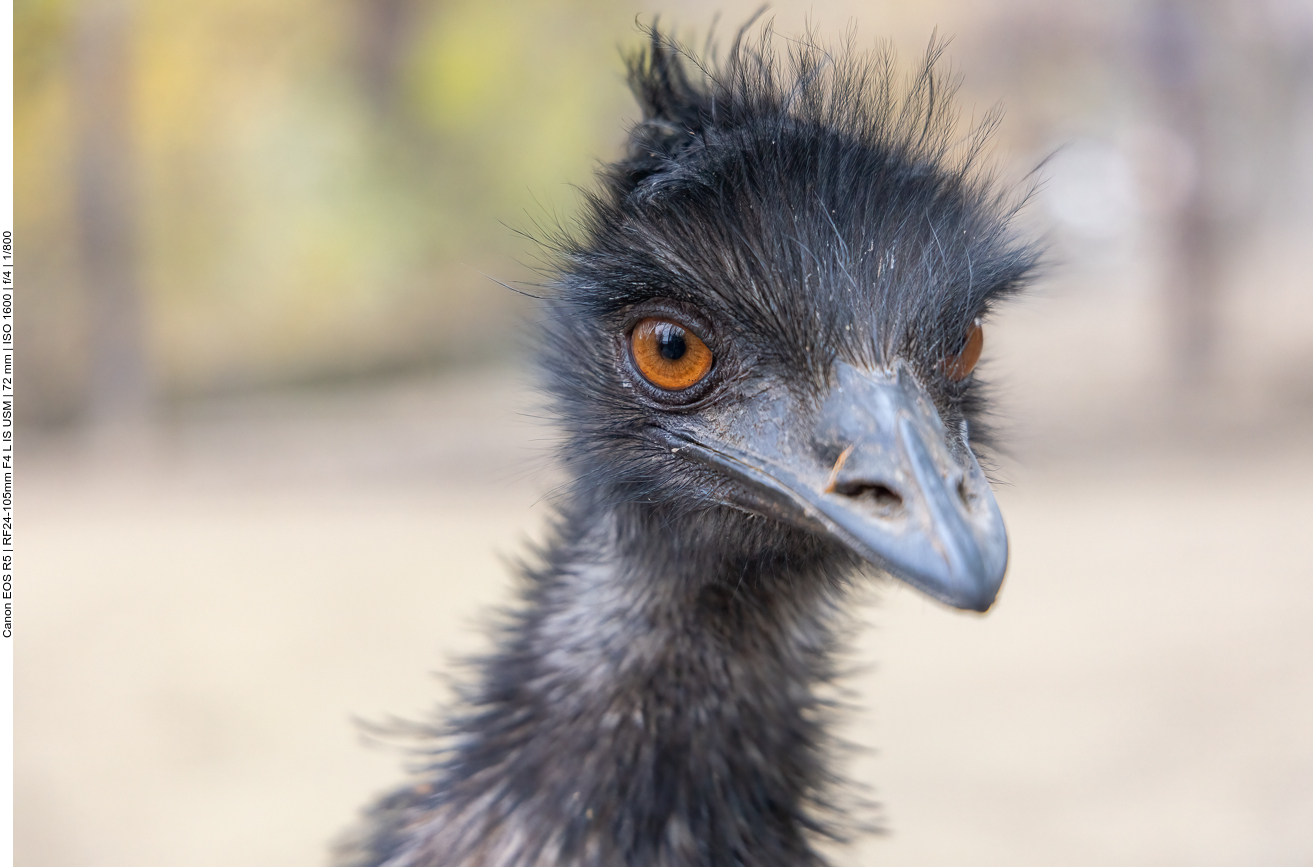 Emu