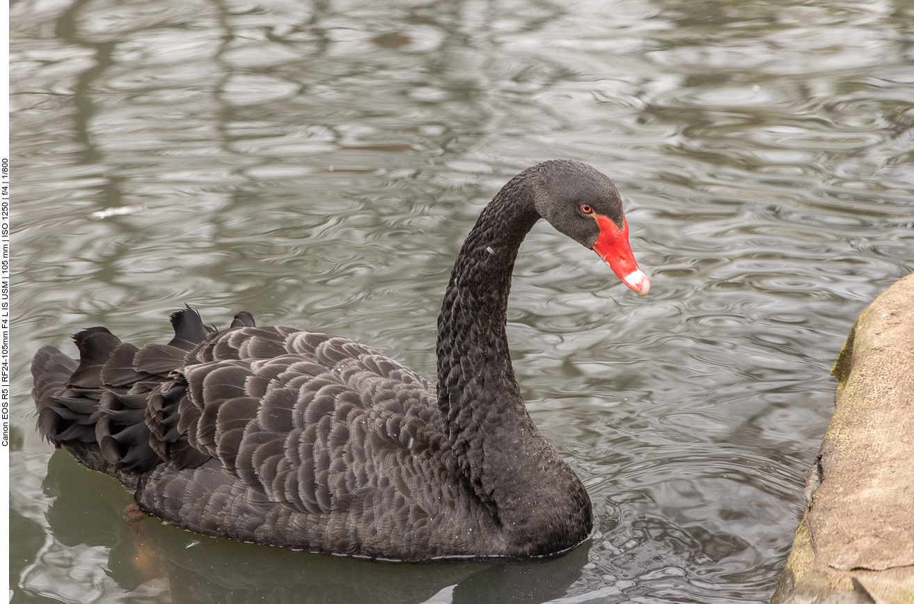 Trauerschwan