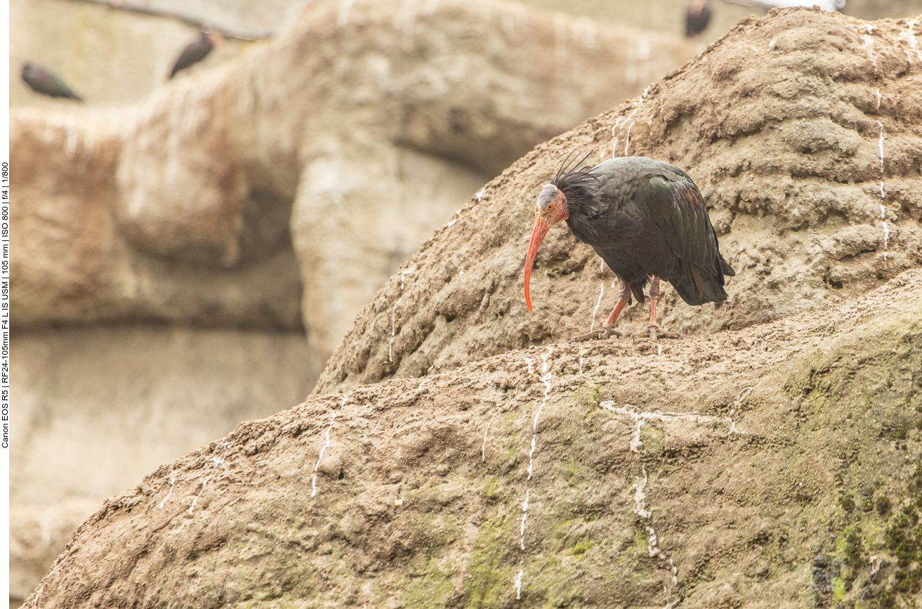 Waldrapp