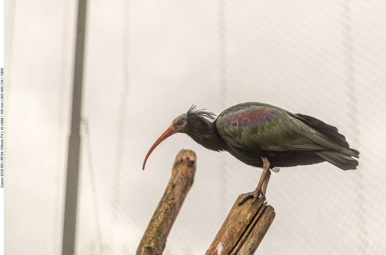 Waldrapp