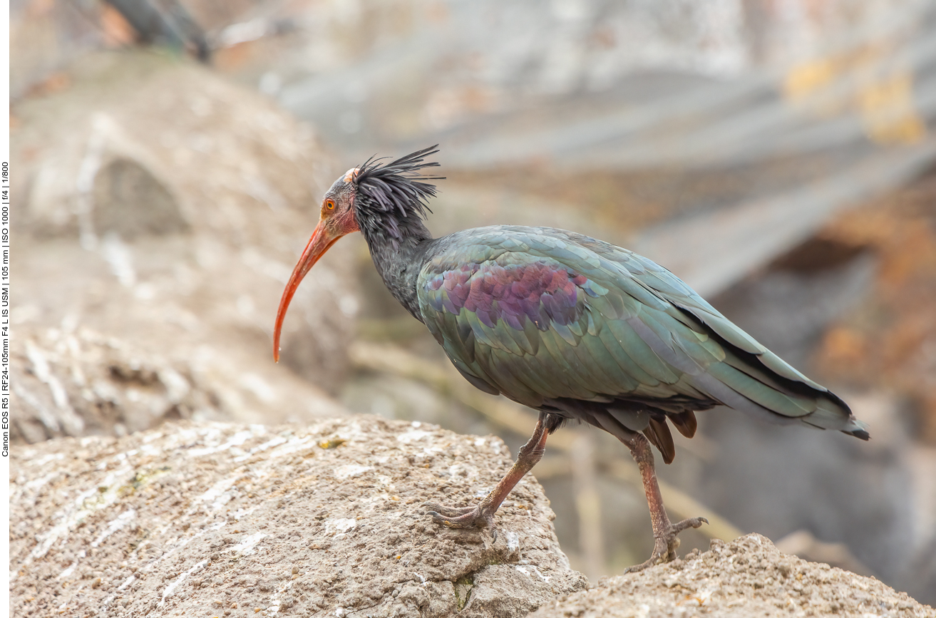 Waldrapp