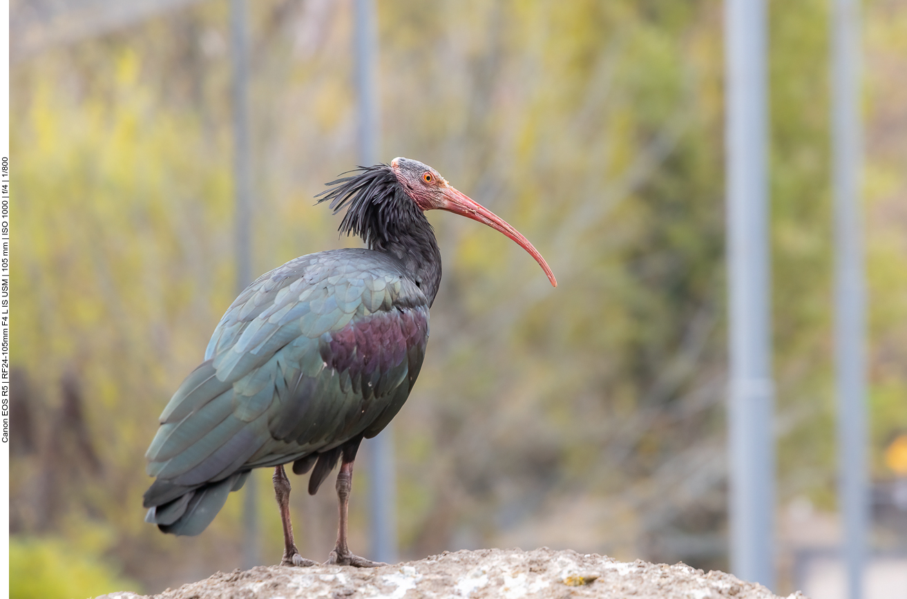 Waldrapp