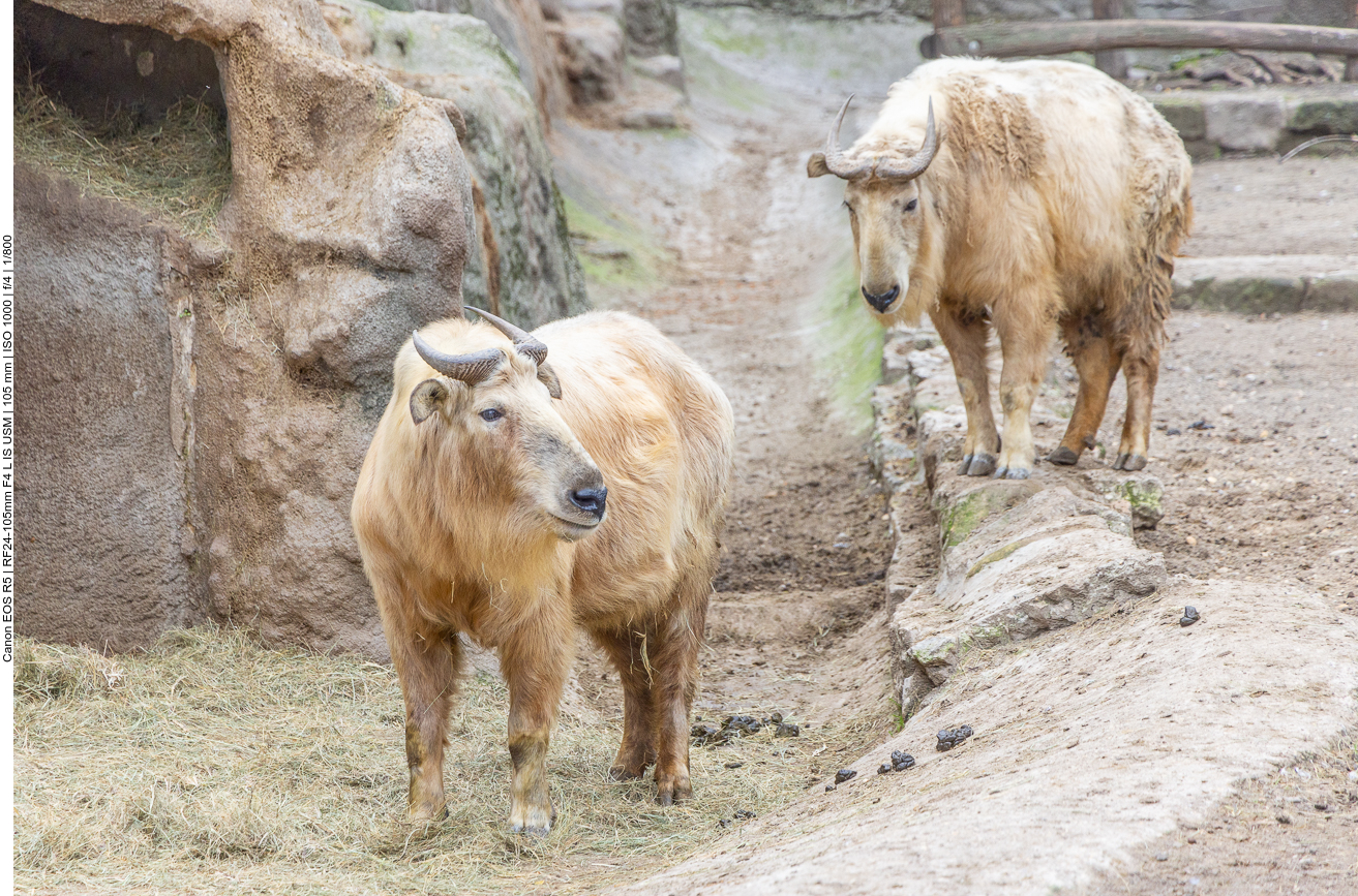 Goldtakin