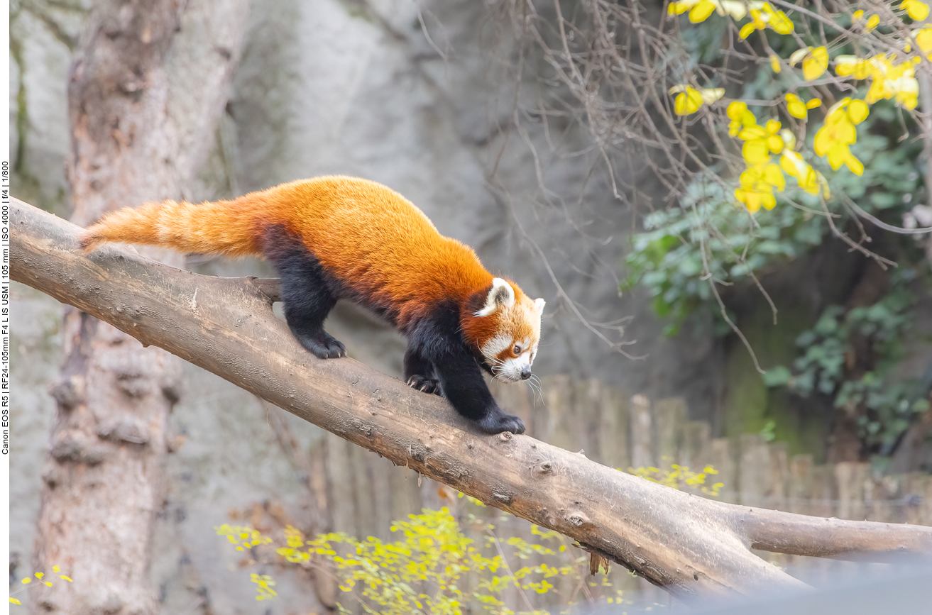 Roter Panda