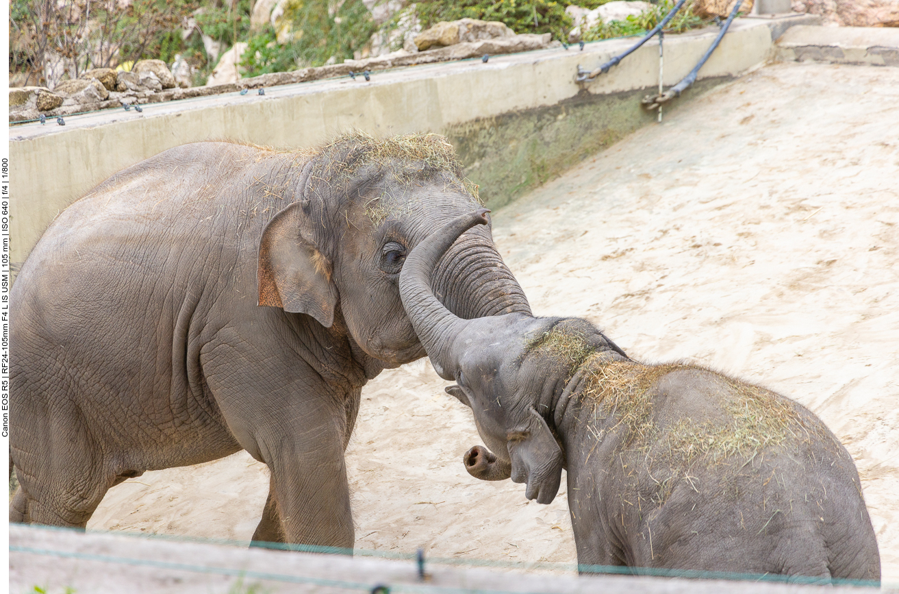 Indische Elefanten