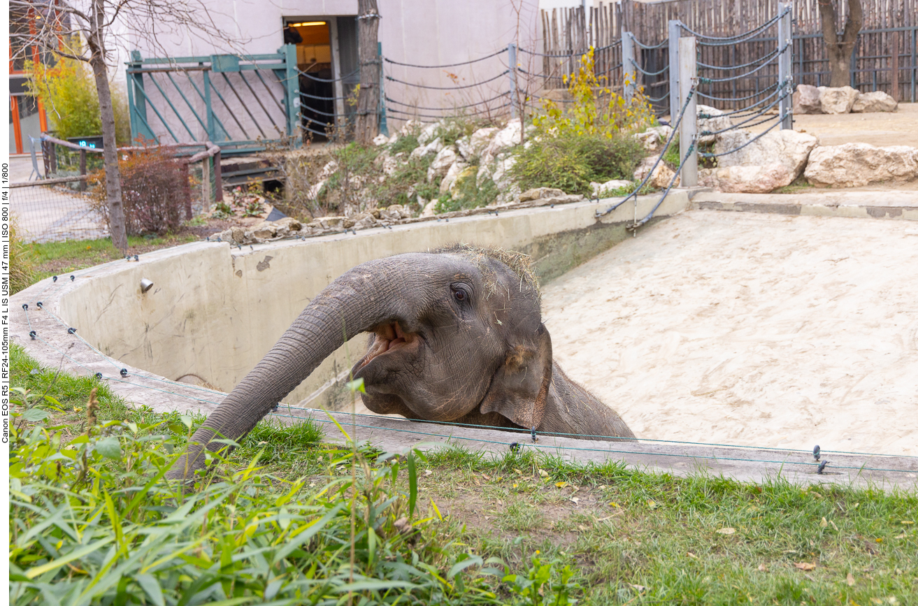 Indischer Elefant