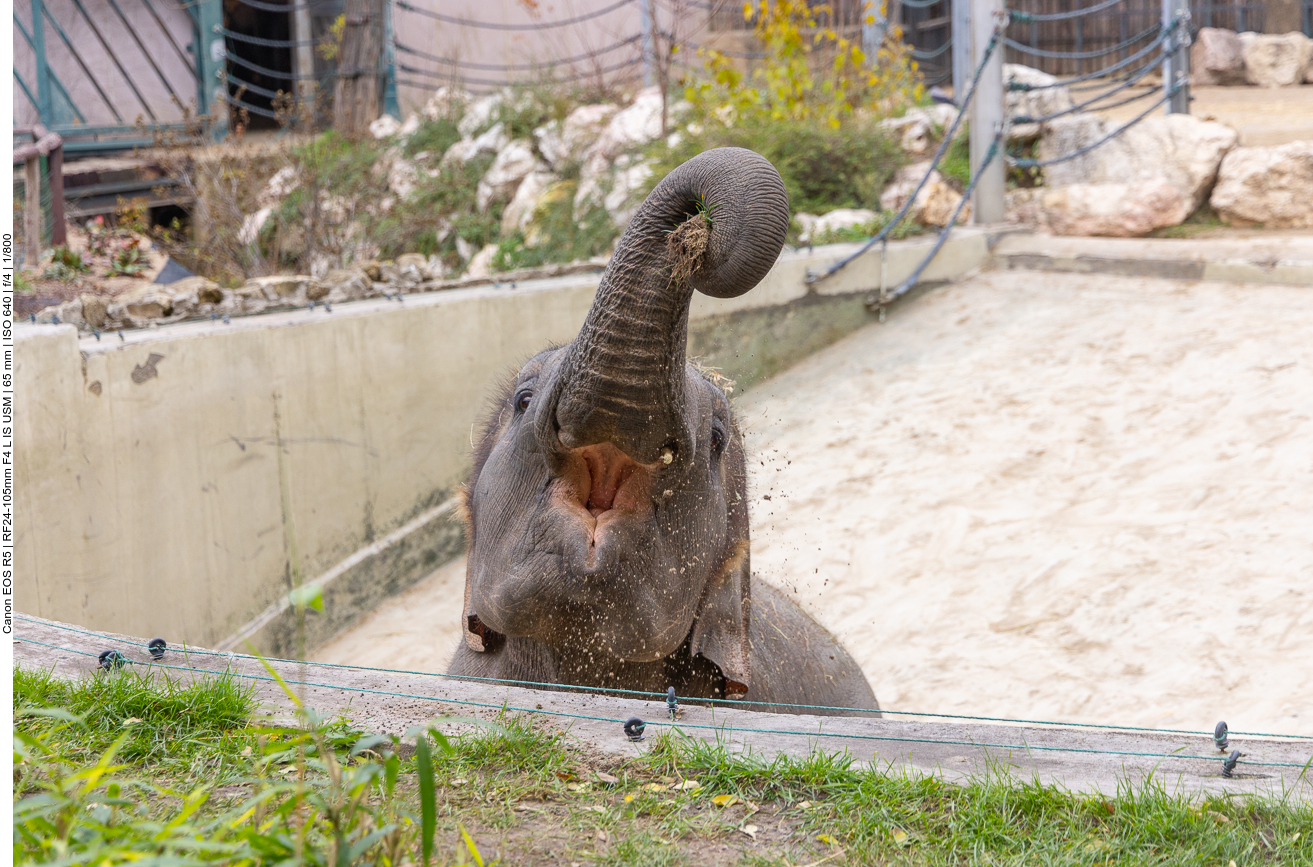 Indischer Elefant