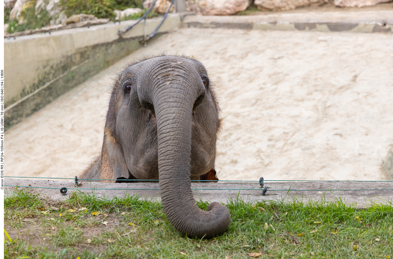 Indischer Elefant