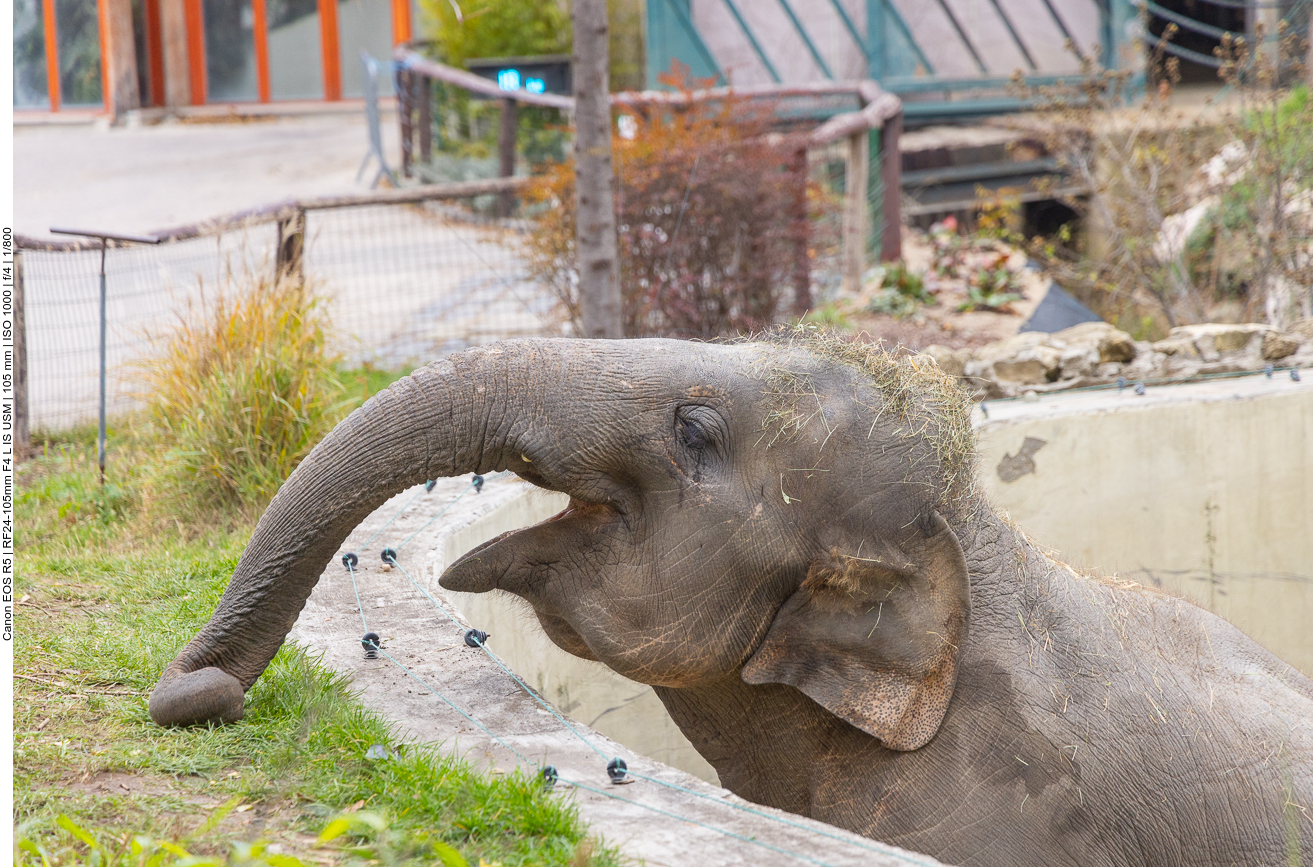 Indischer Elefant