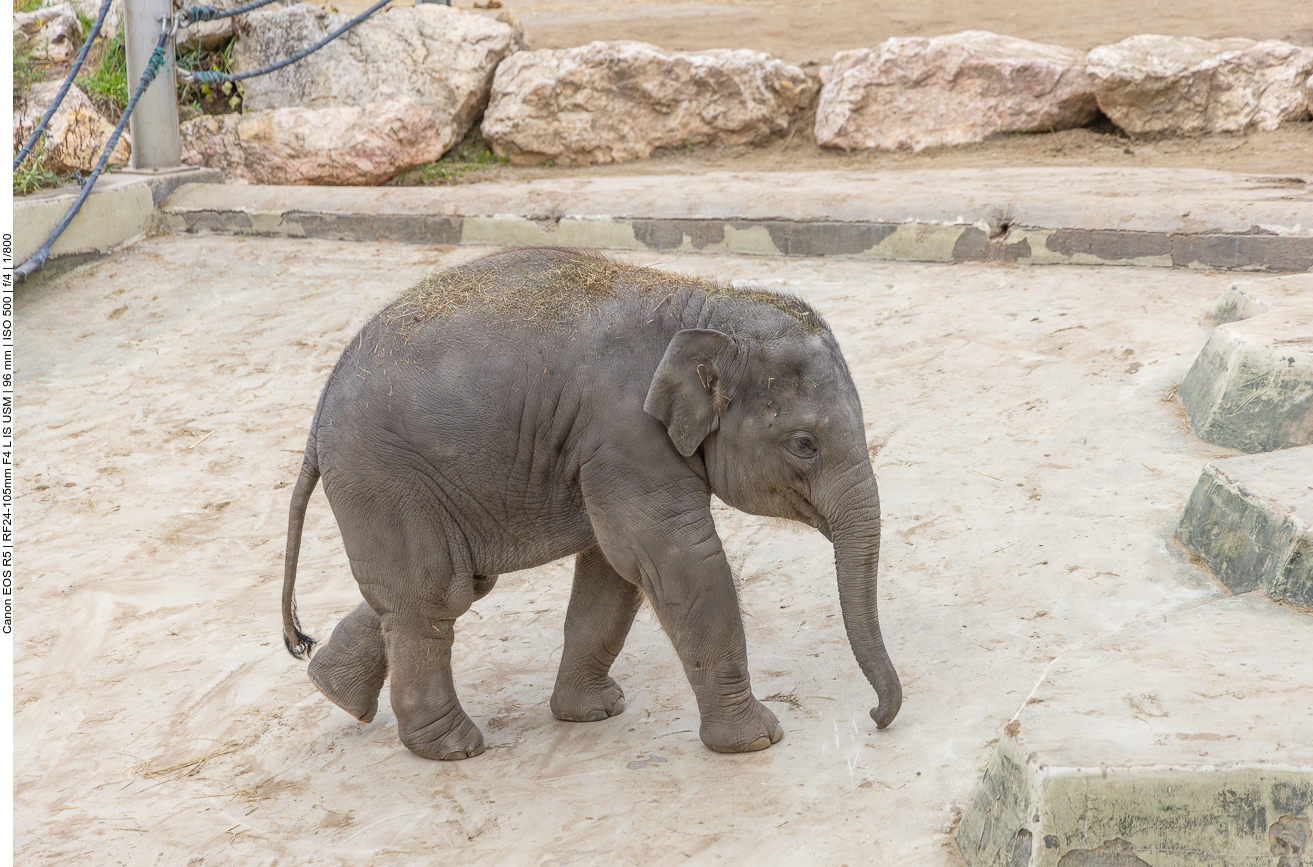 Junger Indischer Elefant
