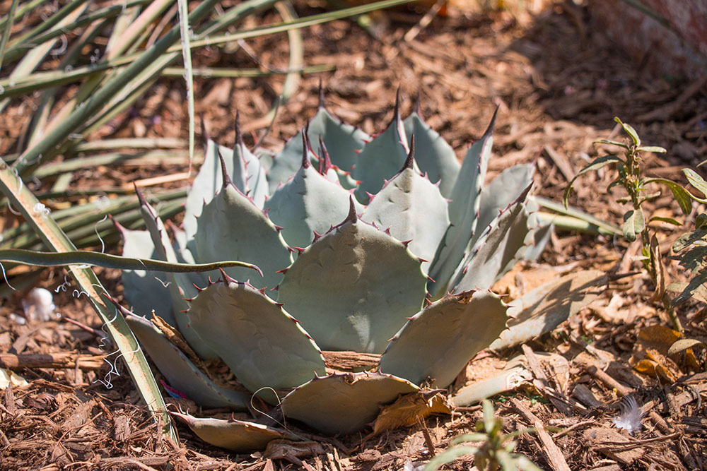 Aloe