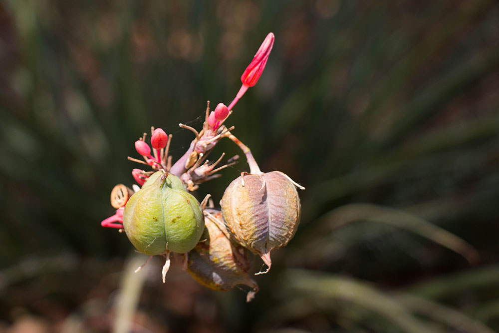 ... und Blumenpracht