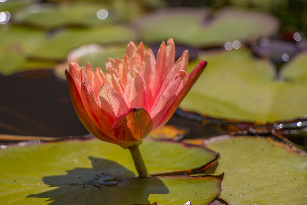 Seerose