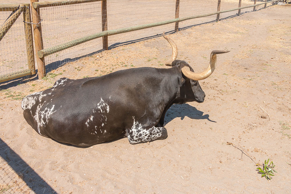 Longhorn