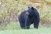 Kanada, der Westen: British Columbia und Alberta