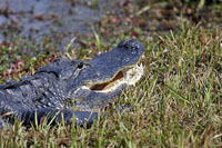 Florida - The Sunshine State