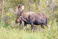 Utah, Idaho, Wyoming, Montana, South Dakota, Arizona, New Mexico