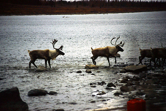 Zwei (männliche) Caribous