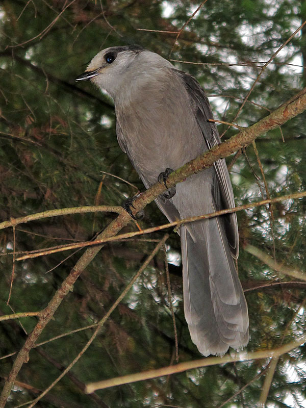 Noch ein Grey Jay