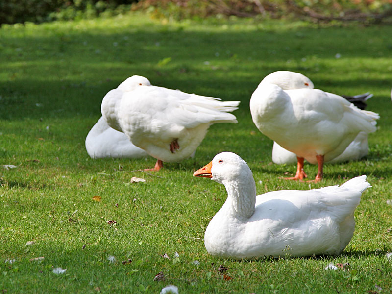 "Dumme Gans" ;-)