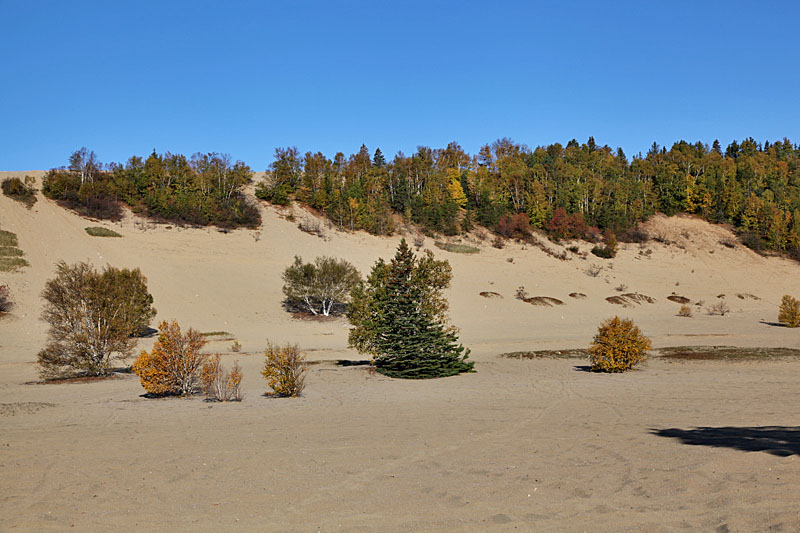 Bewaldete Dünen