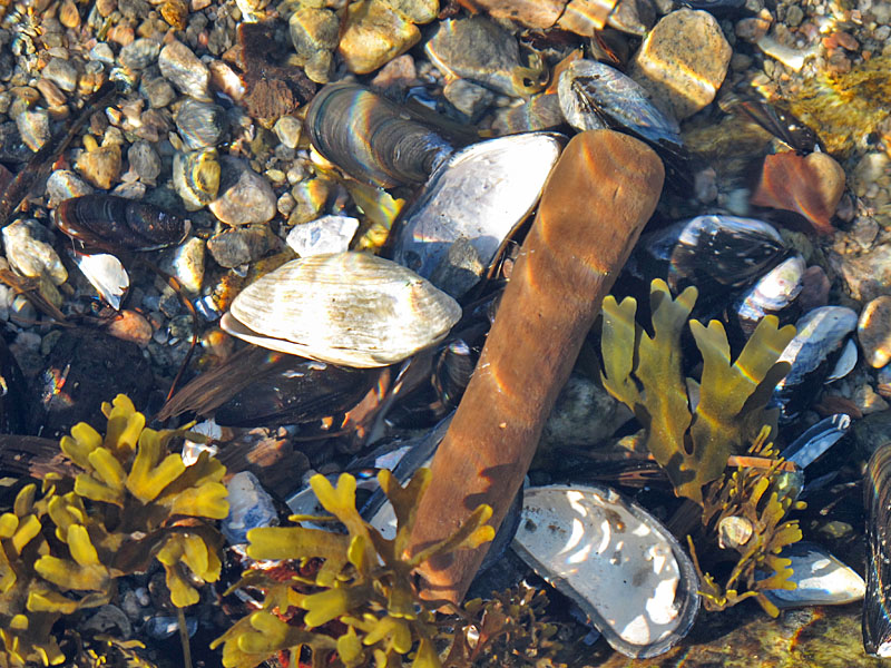 Kleinod unter Wasser
