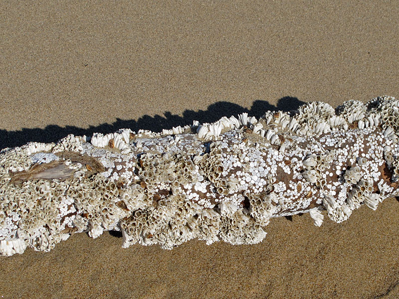 Muschelbewachsenes Treibholz
