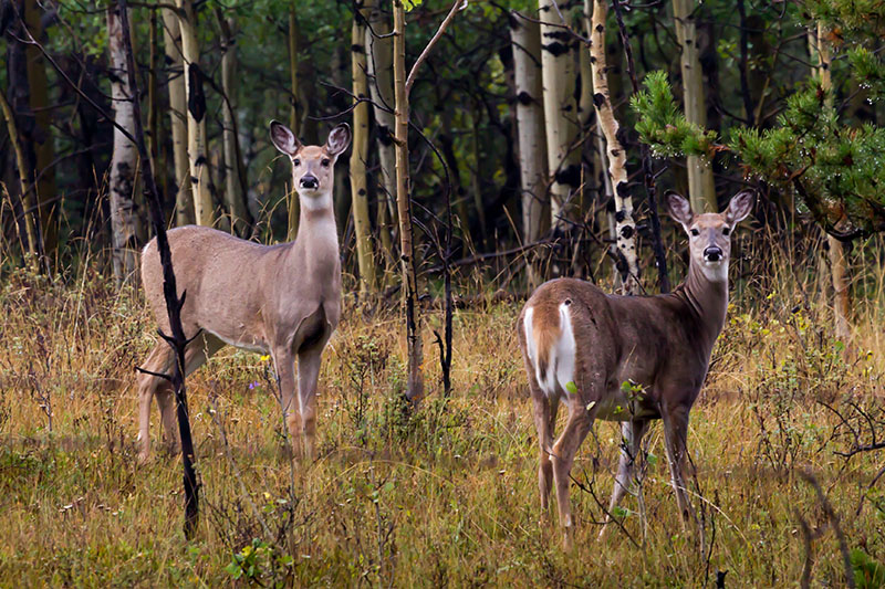 Aber nun wirklich Wildlife