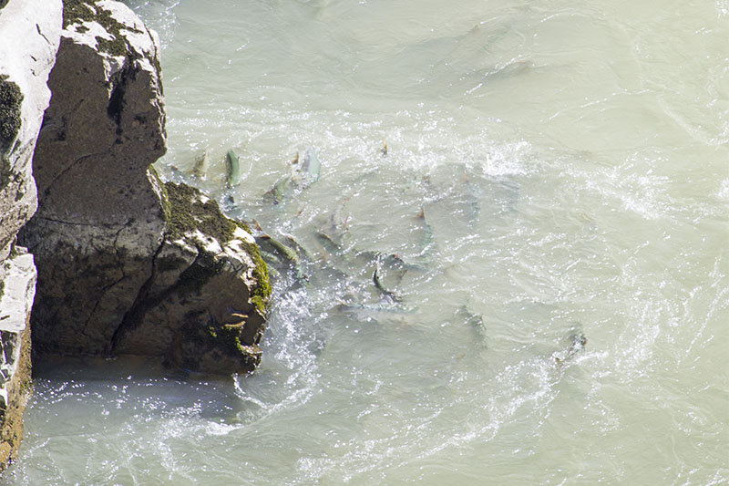 In Scharen schwimmen die Tiere zu den Laichplätzen