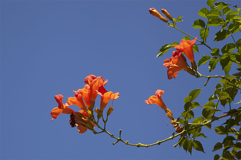 Schöne Blumen unter heißem Himmel