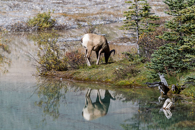 Bighorn Schafe ...