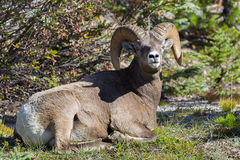 Kurz nach dem wir die Bighorns bewunderten - bzw. sie uns ;-) ...