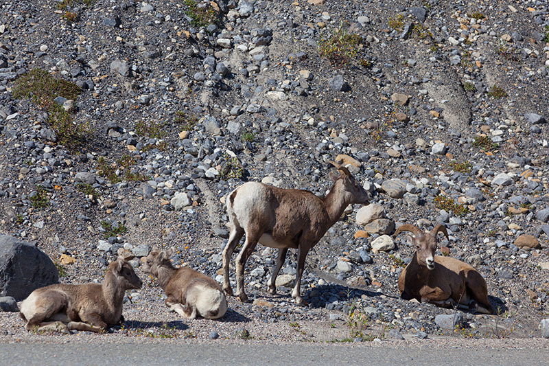 ... treffen wir auf Wildziegen