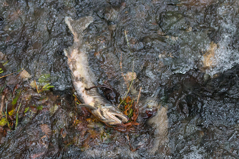 ... bevor sie plötzlich tot auf der Seite liegen und mit dem Wasser abtreiben