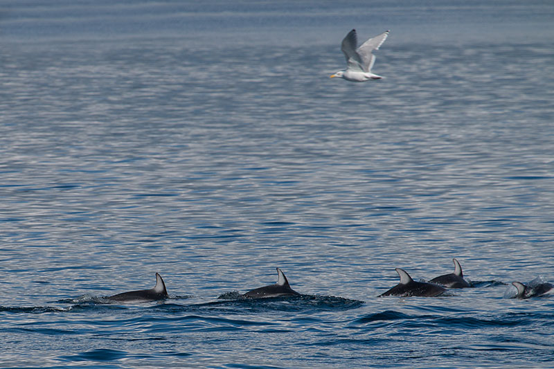 Weißstreifendelfine [Lagenorhynchus obliquidens]