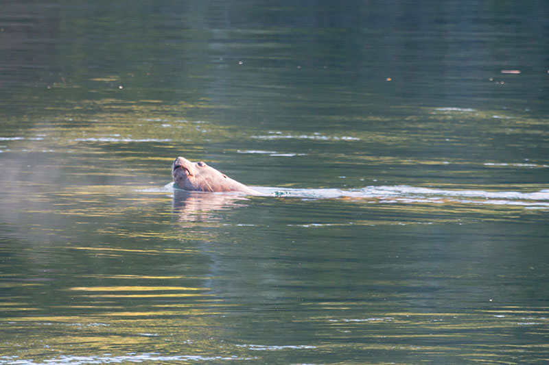 Steller Sea Lion [Eumetopias jubatus]