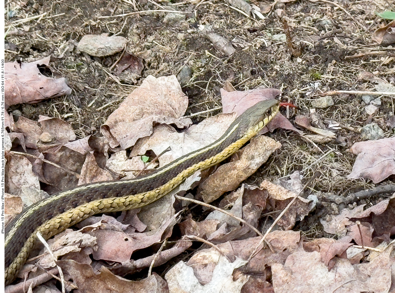 Butlers Strumpfbandnatter (Butler's garter snake) [Thamnophis butleri] - nicht giftig ;-)