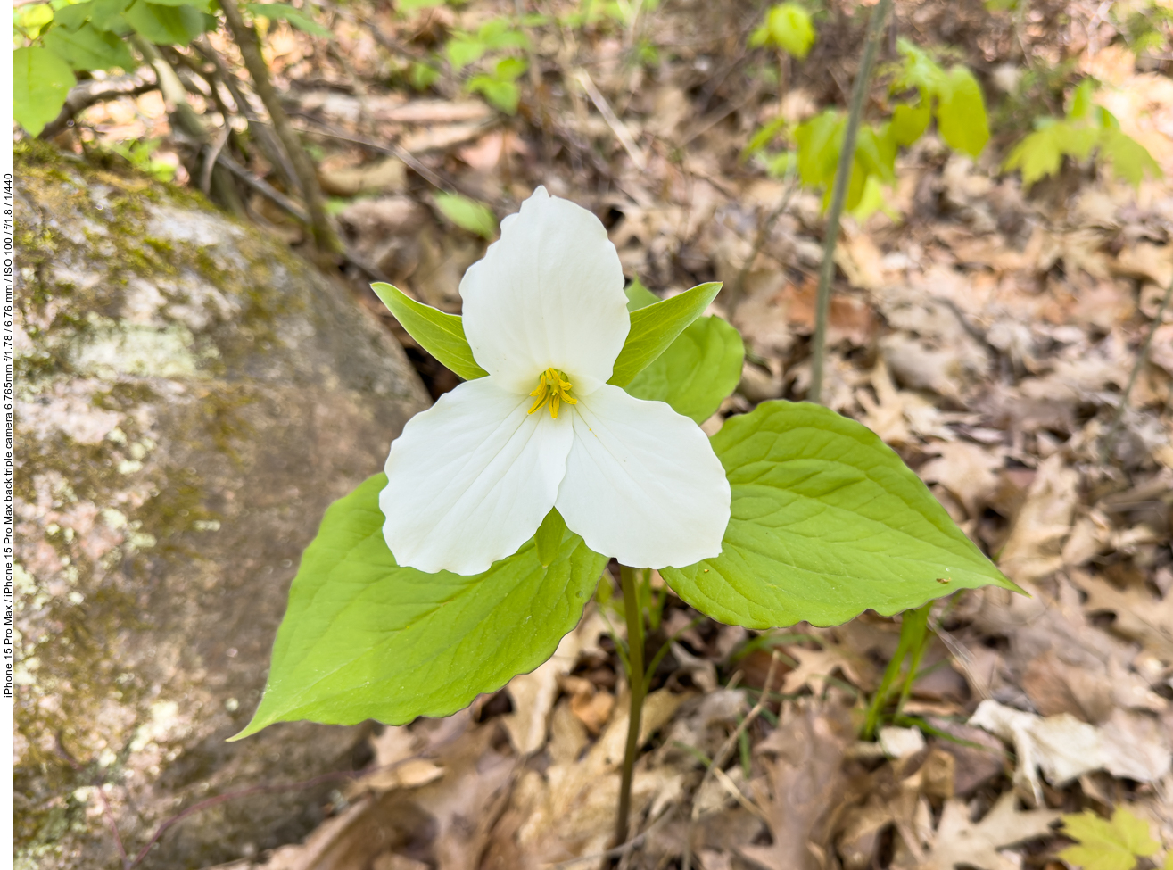 Großblütige Waldlilie [Trillium grandiflorum]
