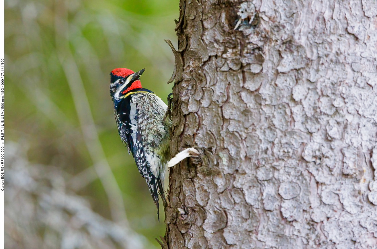 Gelbbauch-Saftlecker (Yellow-bellied Sapsucker) [Sphyrapicus varius]