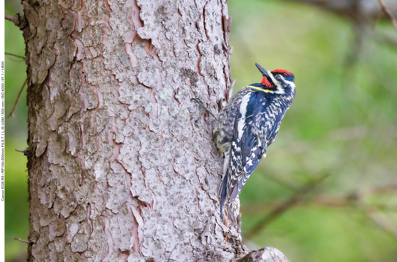 Gelbbauch-Saftlecker (Yellow-bellied Sapsucker) [Sphyrapicus varius]