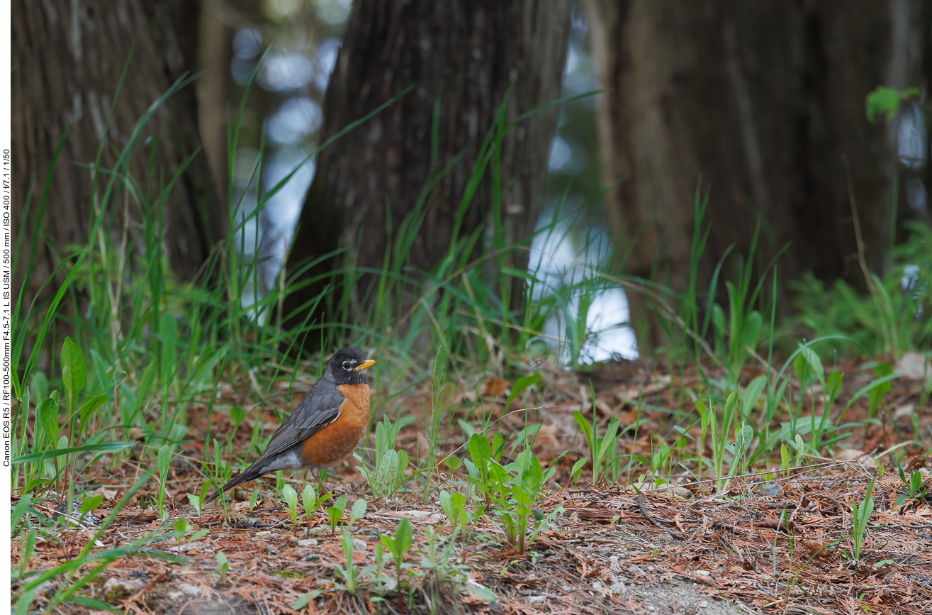 Wanderdrossel [Turdus migratorius]