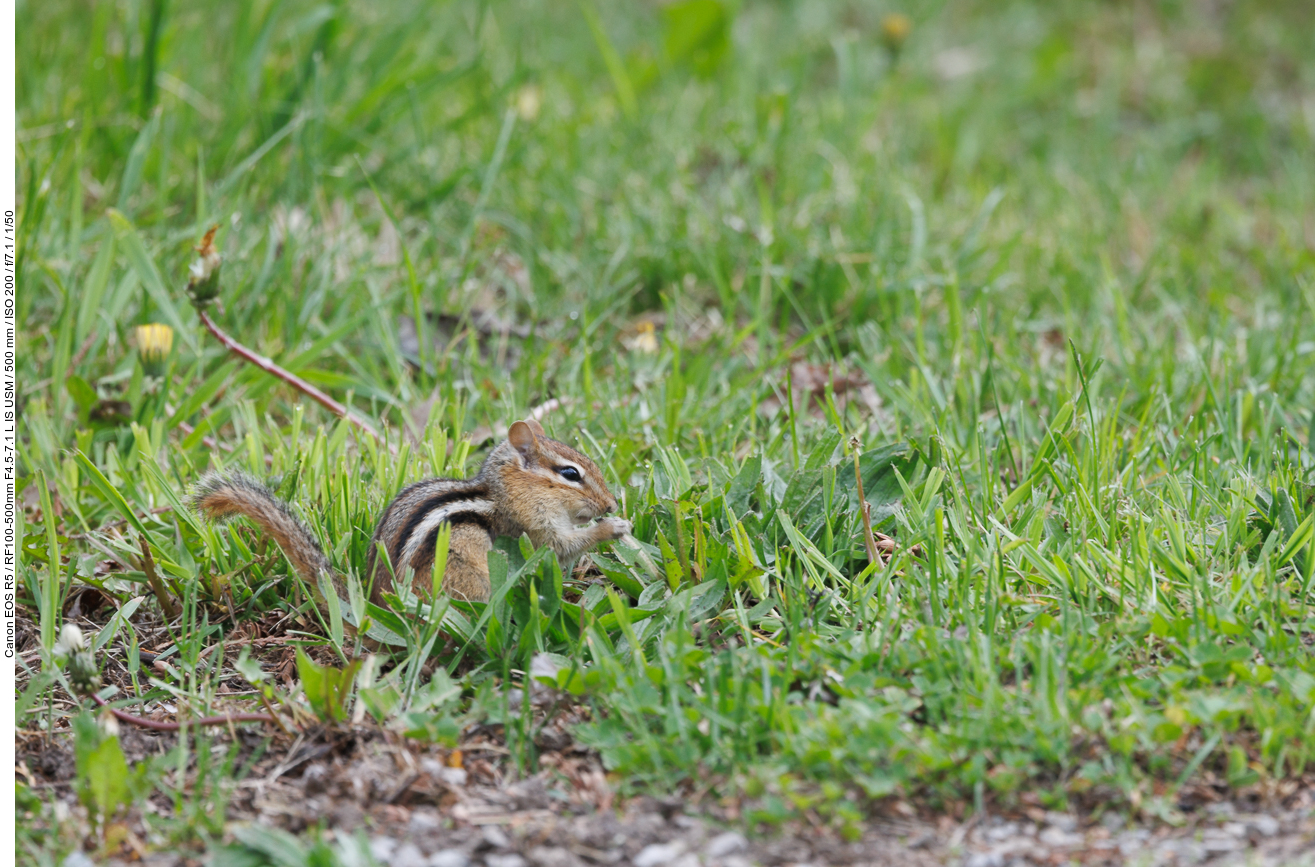 Streifenhörnchen