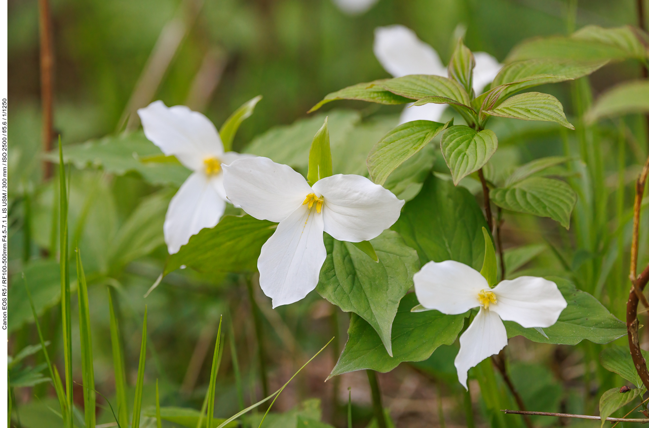 Die Legislative wählte 1937 den Weißen Trillium (Trillium grandiflorum) als offizielle Blume Ontarios. Die Entscheidung für ein Blumenemblem der Provinz wurde durch das Interesse beeinflusst, eine nationale Blume zu finden, die auf den Gräbern der kanadischen Soldaten des Ersten Weltkriegs in Übersee gepflanzt werden sollte, obwohl nie eine nationale Blume gewählt wurde.